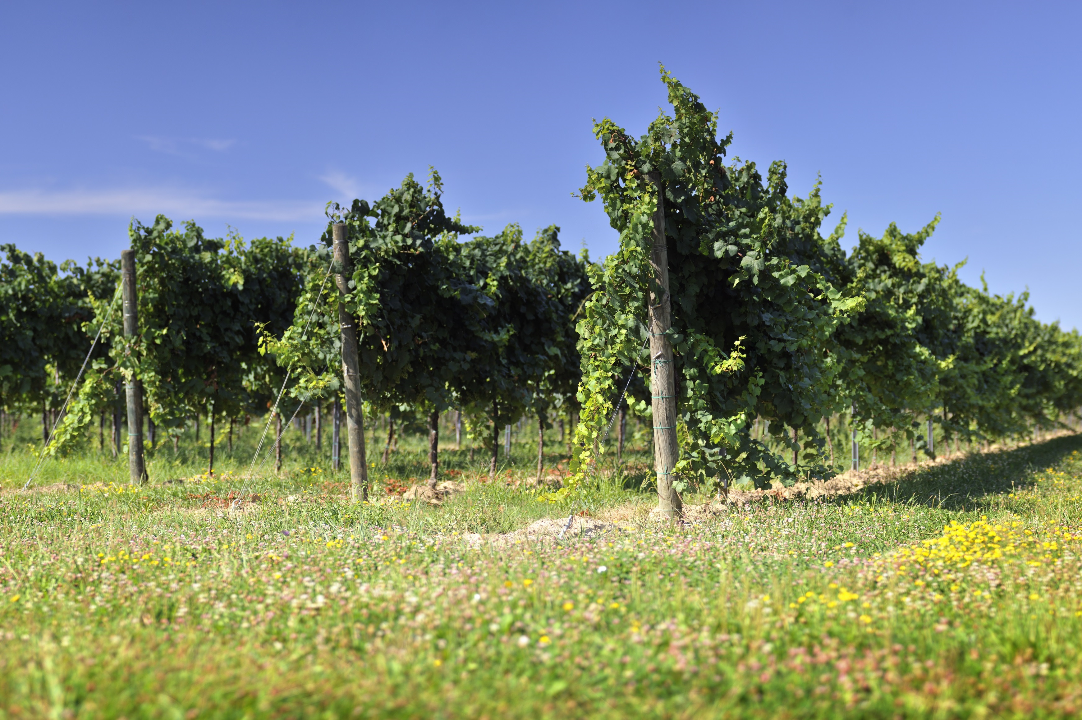 _DSC8101pan_resize